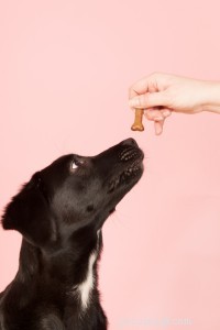 How Hand‑Feeding Your Dog Improves Bond, Manners, and Confidence
