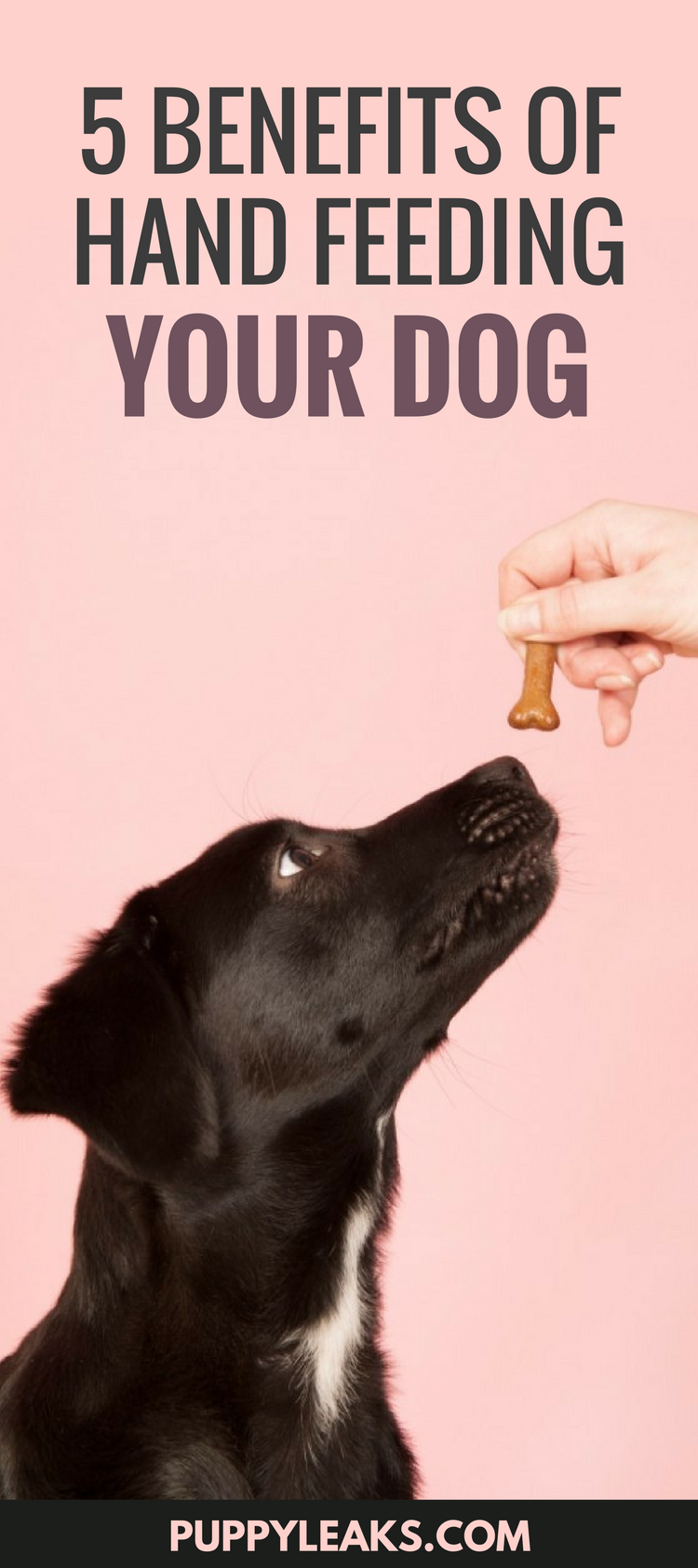 How Hand‑Feeding Your Dog Improves Bond, Manners, and Confidence