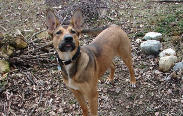 Wordless Wednesday: Playful Tongue Moments with Laika