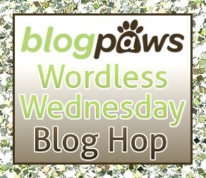Wordless Wednesday: Playful Tongue Moments with Laika