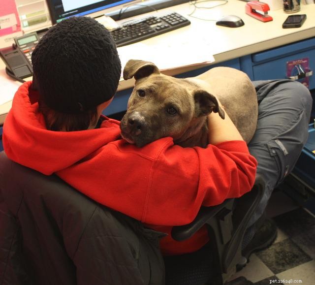 Meet Charlie Brown: 3-Year-Old Friendly Dog Seeking a Loving Home