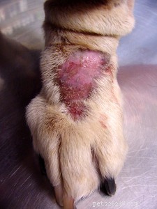 Acral Lick Granuloma: Understanding and Treating Your Dog’s Excessive Licking
