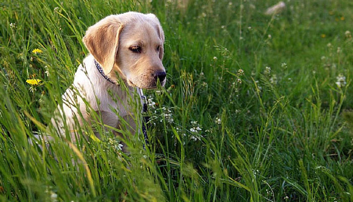 Effective Strategies to Permanently Eliminate Fleas from Your Home and Pets