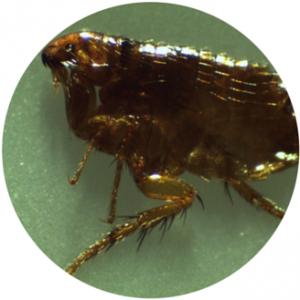 Effective Strategies to Permanently Eliminate Fleas from Your Home and Pets