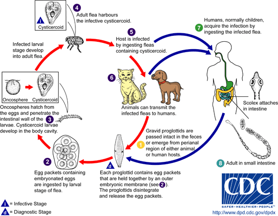 Effective Strategies to Permanently Eliminate Fleas from Your Home and Pets