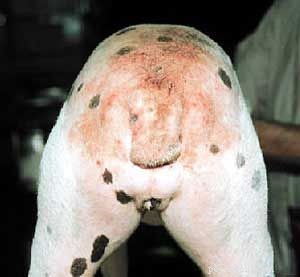 Effective Strategies to Permanently Eliminate Fleas from Your Home and Pets