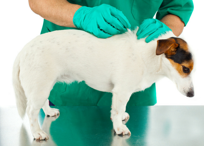 Effective Strategies to Permanently Eliminate Fleas from Your Home and Pets