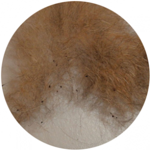 Effective Strategies to Permanently Eliminate Fleas from Your Home and Pets