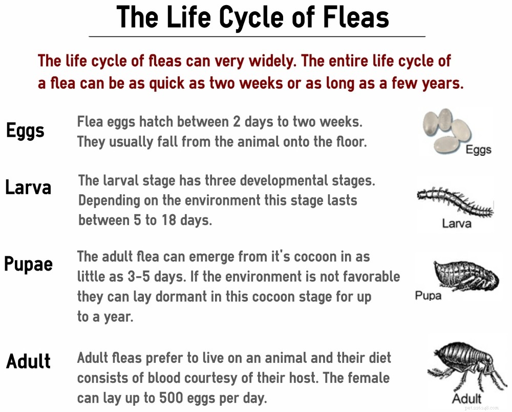 Effective Strategies to Permanently Eliminate Fleas from Your Home and Pets