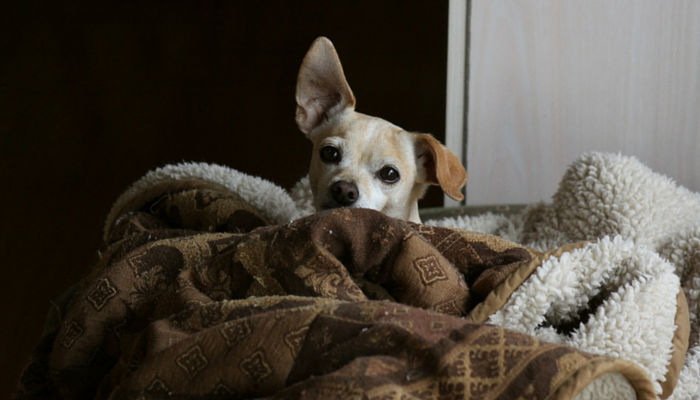 Effective Strategies to Permanently Eliminate Fleas from Your Home and Pets