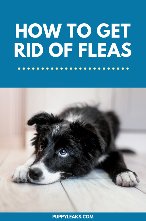 Effective Strategies to Permanently Eliminate Fleas from Your Home and Pets
