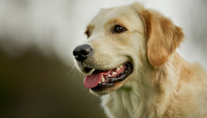 Effective Strategies to Permanently Eliminate Fleas from Your Home and Pets