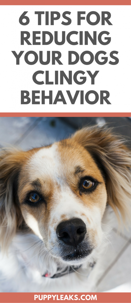Are You a Velcro Dog? Learn Why Your Pet Stays Close and How to Manage Attachment