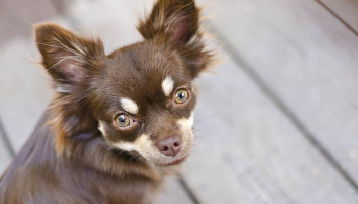 Are You a Velcro Dog? Learn Why Your Pet Stays Close and How to Manage Attachment