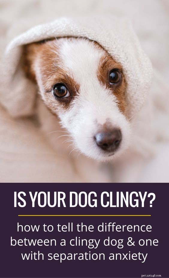 Are You a Velcro Dog? Learn Why Your Pet Stays Close and How to Manage Attachment