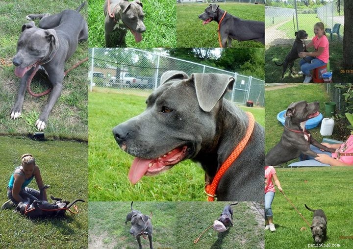Simone s Adoption Success: From Shelter to Forever Home in Genesee County, MI