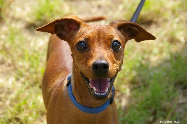 Dogs Prefer Physical Affection Over Verbal Praise: Study Finds Petting Matters