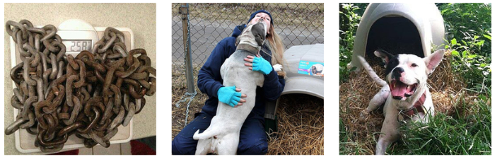 C.H.A.I.N.E.D. Inc.: Detroit s Innovative Dog Rescue & Rehabilitation