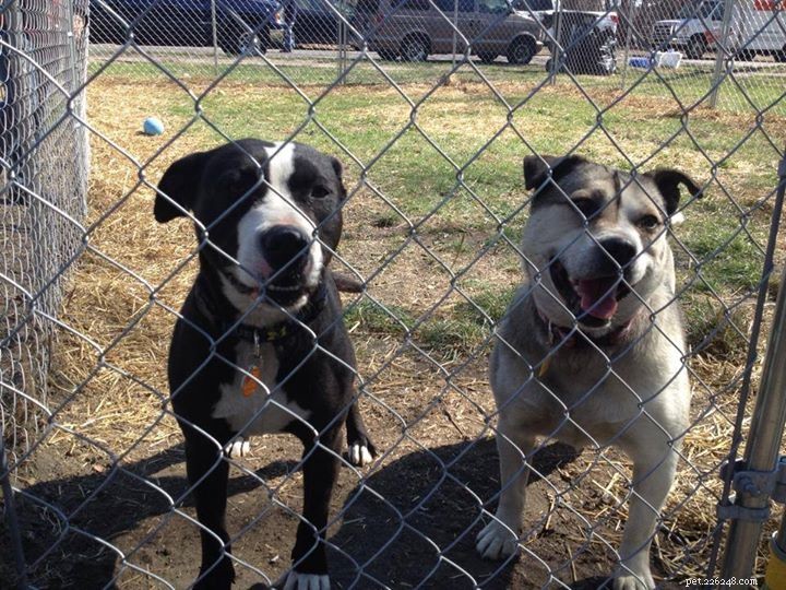 C.H.A.I.N.E.D. Inc.: Detroit s Innovative Dog Rescue & Rehabilitation