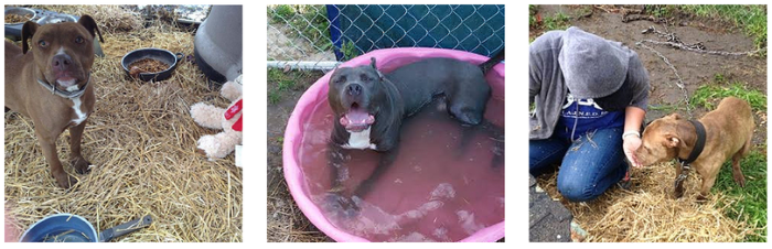 C.H.A.I.N.E.D. Inc.: Detroit s Innovative Dog Rescue & Rehabilitation