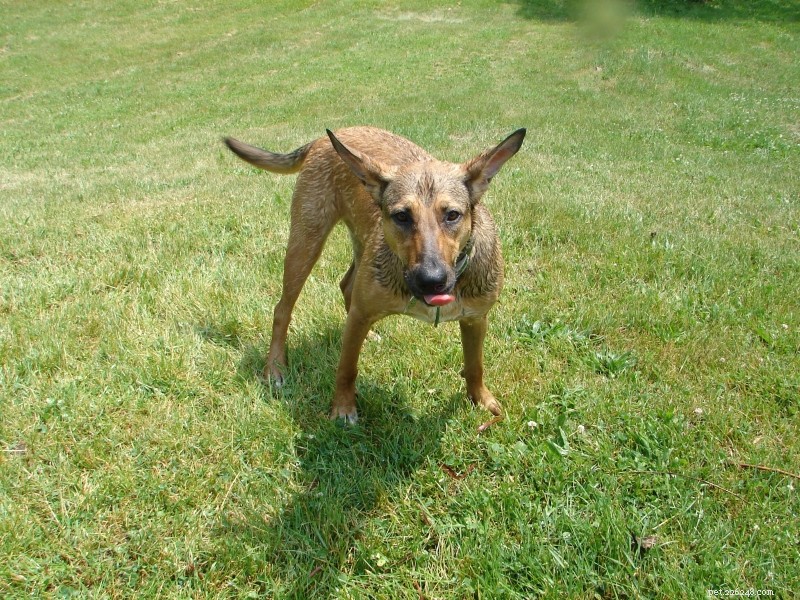 My Dog’s Obsession with the Hose: Why It Happens and How to Keep Her Safe