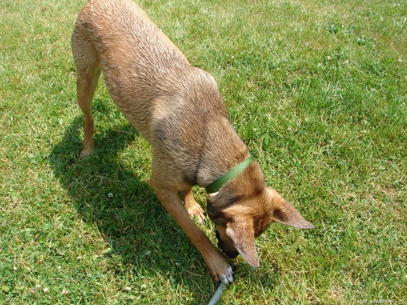 My Dog’s Obsession with the Hose: Why It Happens and How to Keep Her Safe