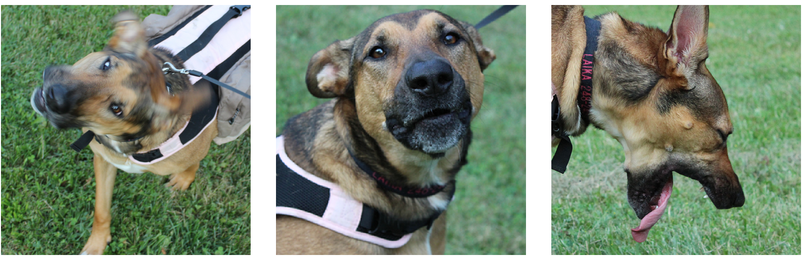 Wordless Wednesday: Behind the Scenes of Our Dog Backpack Shoot
