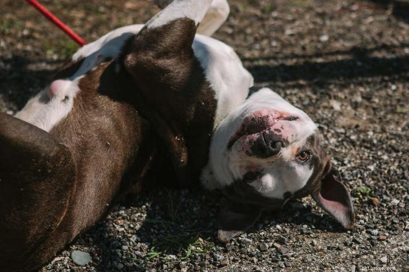 Adopt Lou Lou, Friendly Terrier Mix – Hazel Park, MI