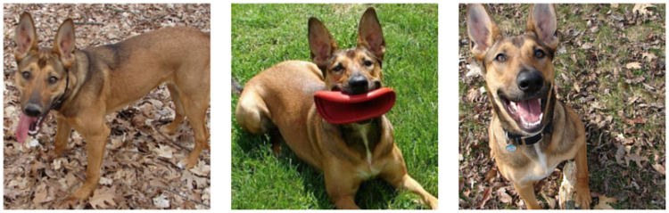 Laika s Lessons: How My Dog Shaped My Life and Insight