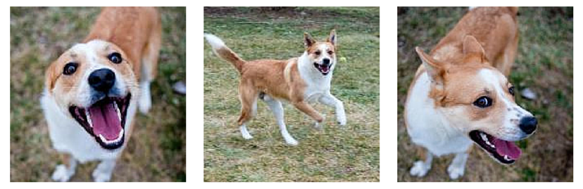 Tanner the Border Collie Mix – Adopted and Thriving