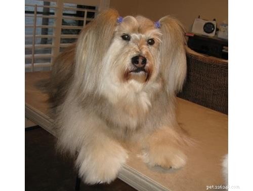 Discover Your Dog’s Genetic Heritage with Wisdom Panel DNA Test