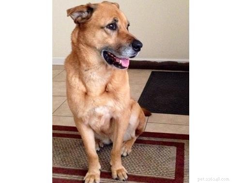 Discover Your Dog’s Genetic Heritage with Wisdom Panel DNA Test