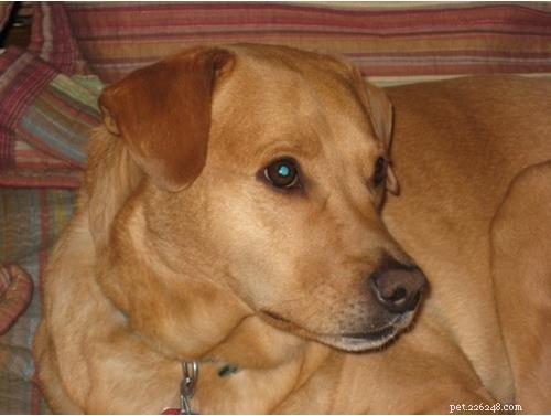 Discover Your Dog’s Genetic Heritage with Wisdom Panel DNA Test