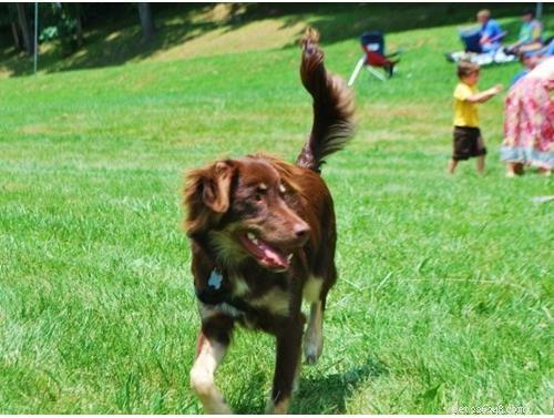 Discover Your Dog’s Genetic Heritage with Wisdom Panel DNA Test