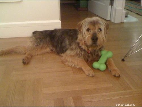 Discover Your Dog’s Genetic Heritage with Wisdom Panel DNA Test
