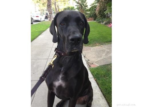 Discover Your Dog’s Genetic Heritage with Wisdom Panel DNA Test