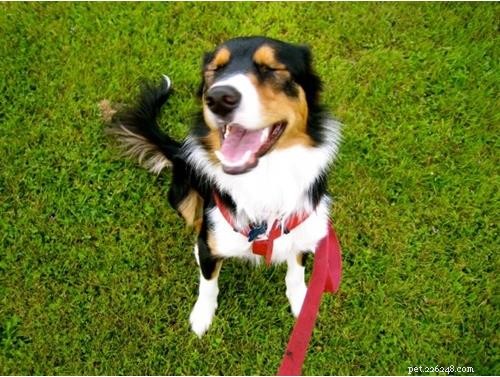 Discover Your Dog’s Genetic Heritage with Wisdom Panel DNA Test