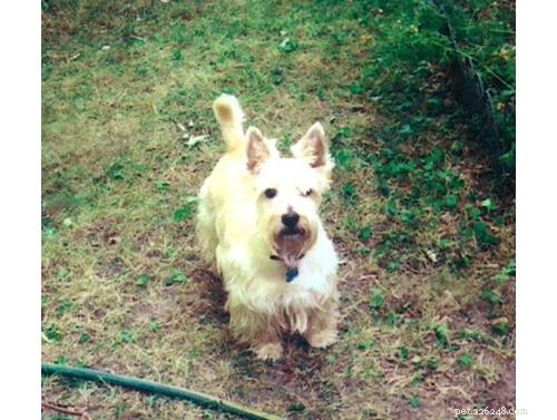 Discover Your Dog’s Genetic Heritage with Wisdom Panel DNA Test