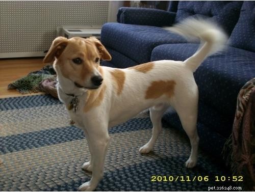 Discover Your Dog’s Genetic Heritage with Wisdom Panel DNA Test