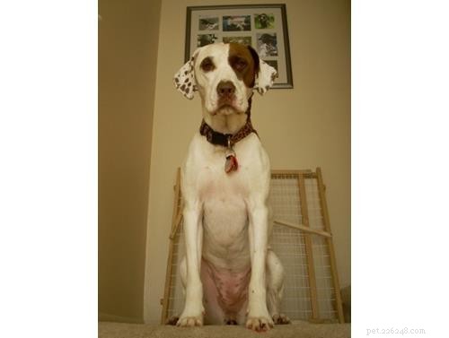 Discover Your Dog’s Genetic Heritage with Wisdom Panel DNA Test