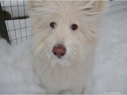 Discover Your Dog’s Genetic Heritage with Wisdom Panel DNA Test