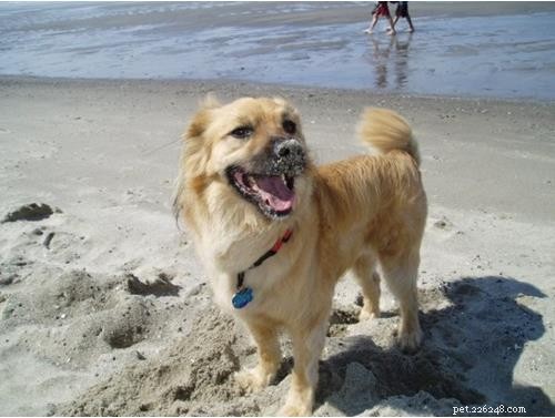 Discover Your Dog’s Genetic Heritage with Wisdom Panel DNA Test