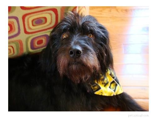 Discover Your Dog’s Genetic Heritage with Wisdom Panel DNA Test