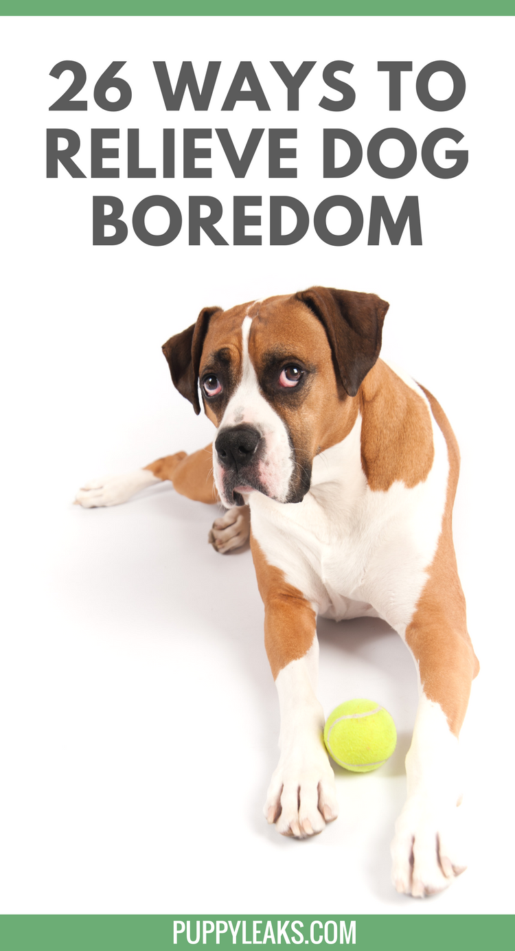 26 Proven Ways to Keep Your Dog Engaged & Happy