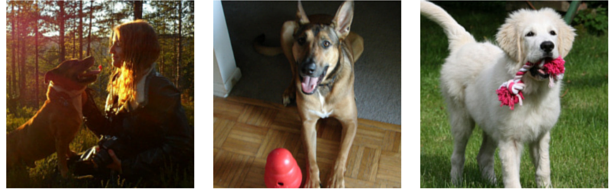 26 Proven Ways to Keep Your Dog Engaged & Happy