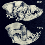 The Impact of Unethical Breeding on Bulldog Health