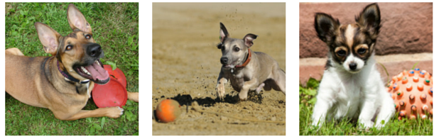 26 Proven Ways to Keep Your Dog Engaged & Happy