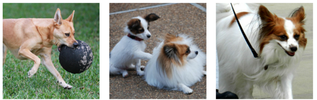 26 Proven Ways to Keep Your Dog Engaged & Happy