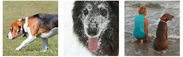 26 Proven Ways to Keep Your Dog Engaged & Happy