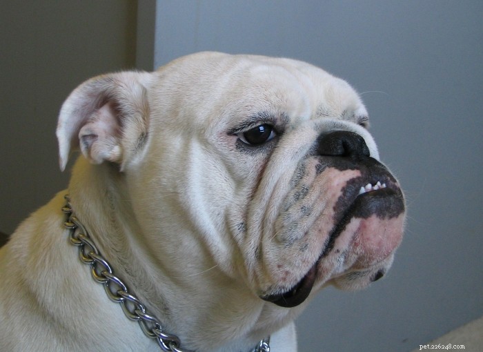 The Impact of Unethical Breeding on Bulldog Health